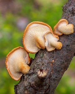 Neofavolus alveolaris