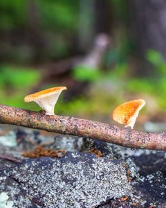 Neofavolus alveolaris