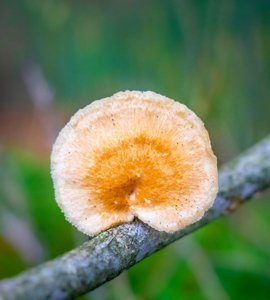 Neofavolus alveolaris