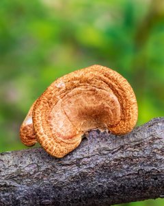 Neofavolus alveolaris