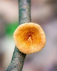 Neofavolus alveolaris