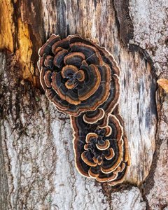 Trametes versicolor