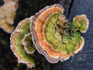 Trametes versicolor