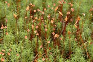 utils/thumbs/Polytrichaceae/Polytrichum_3PpcEwJQSq7DYTxsyYwmSK.jpg