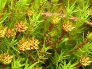 Polytrichum strictum