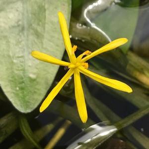 utils/thumbs/Pontederiaceae/Heteranthera_i8ZPLyc2VXd7tbGFK6VAoG.jpg