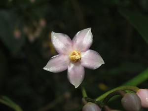 utils/thumbs/Primulaceae/Ardisia_MJTufcirMyKSGwCwZr8fhf.jpg