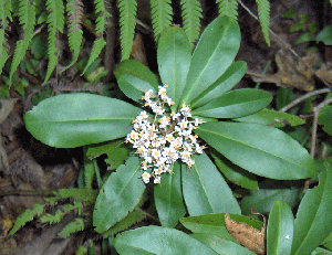 Ardisia escallonioides