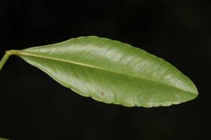 Ardisia crenata