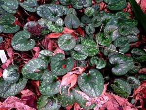 Cyclamen cilicium