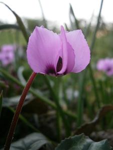 Cyclamen coum