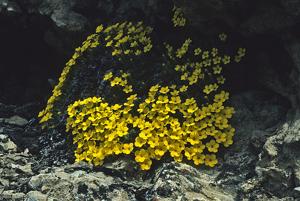 Dionysia cespitosa