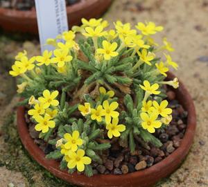 Dionysia revoluta