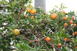 Jacquinia aurantiaca