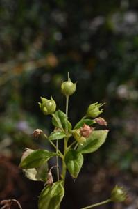 Lysimachia fletcheri