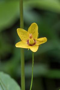 Lysimachia quadrifolia