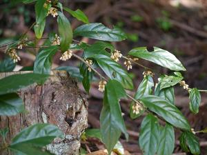 Maesa japonica