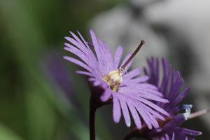 Soldanella alpina