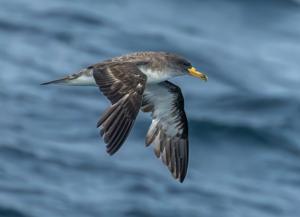 Calonectris borealis