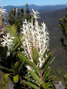 utils/thumbs/Proteaceae/Agastachys_g64oTr3f48pQFnXejpJVk4.jpg
