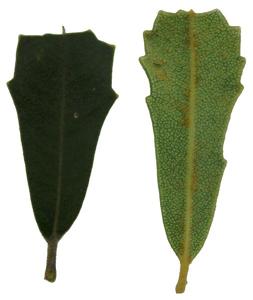 Banksia praemorsa