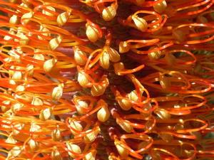 Banksia ericifolia