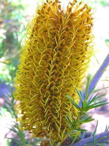 Banksia ericifolia