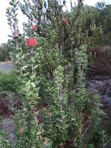 Banksia coccinea