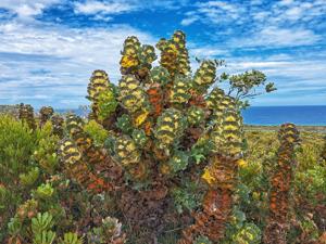 Hakea victoria