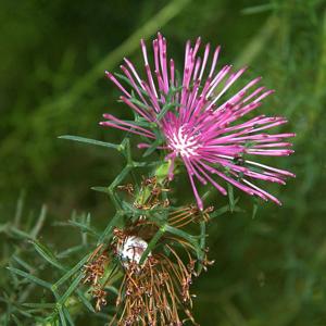 Isopogon formosus