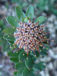 Leucospermum truncatulum