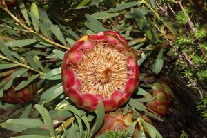 Protea namaquana