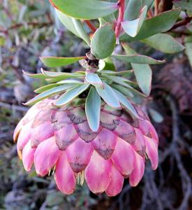 Protea sulphurea