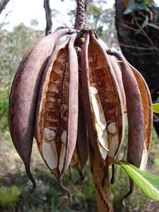 Telopea speciosissima