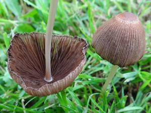 utils/thumbs/Psathyrellaceae/Coprinellus_2PUZZaQbzzPdJTG5Xdvo5H.jpg