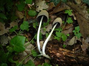 utils/thumbs/Psathyrellaceae/Coprinellus_8tLddVDwpSSR5ghKVTbJRg.jpg