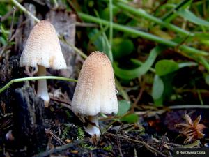 utils/thumbs/Psathyrellaceae/Coprinellus_GfiGU37MfPntNiFLhsFydN.jpg
