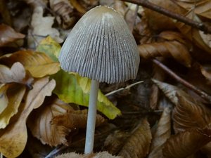 Coprinellus xanthothrix