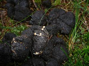 utils/thumbs/Psathyrellaceae/Coprinellus_KLa3ysxNinnY4hM4ubKWv8.jpg