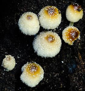 Coprinellus truncorum