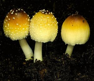 Coprinellus truncorum