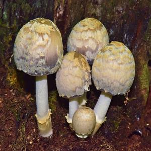 utils/thumbs/Psathyrellaceae/Coprinopsis_4SvY66tp5T33sQ7AqSzJ3S.jpg
