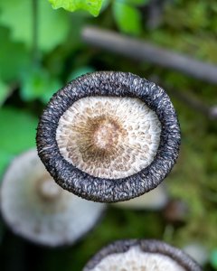 Coprinopsis variegata