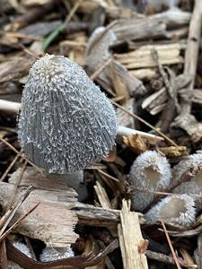 Coprinopsis lagopus