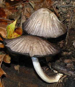 Coprinopsis atramentaria