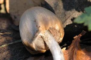 Coprinopsis acuminata