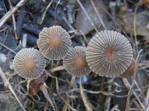 Parasola auricoma