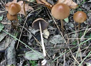 utils/thumbs/Psathyrellaceae/Parasola_gsrUXzSVcguYj3sVydVBpA.jpg