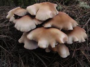 utils/thumbs/Psathyrellaceae/Psathyrella_3ZrB5xkuVkV3AhA7aRVwWN.jpg