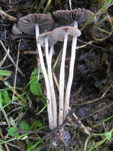 Psathyrella bipellis